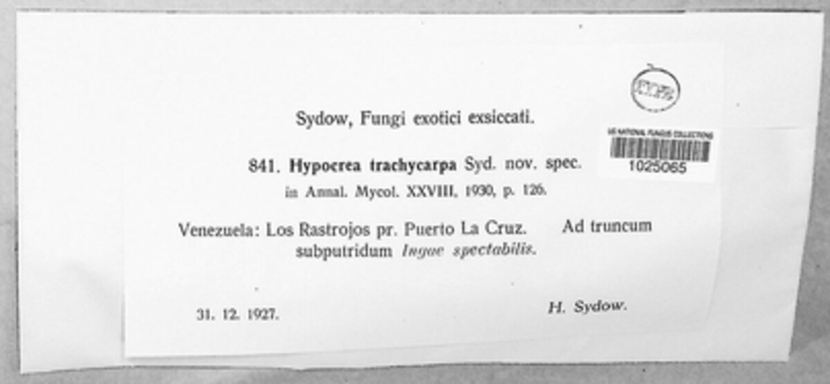 Trichoderma trachycarpum image